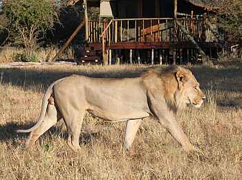 Dinaka Lodge: Schwarzmähnen-Löwe
