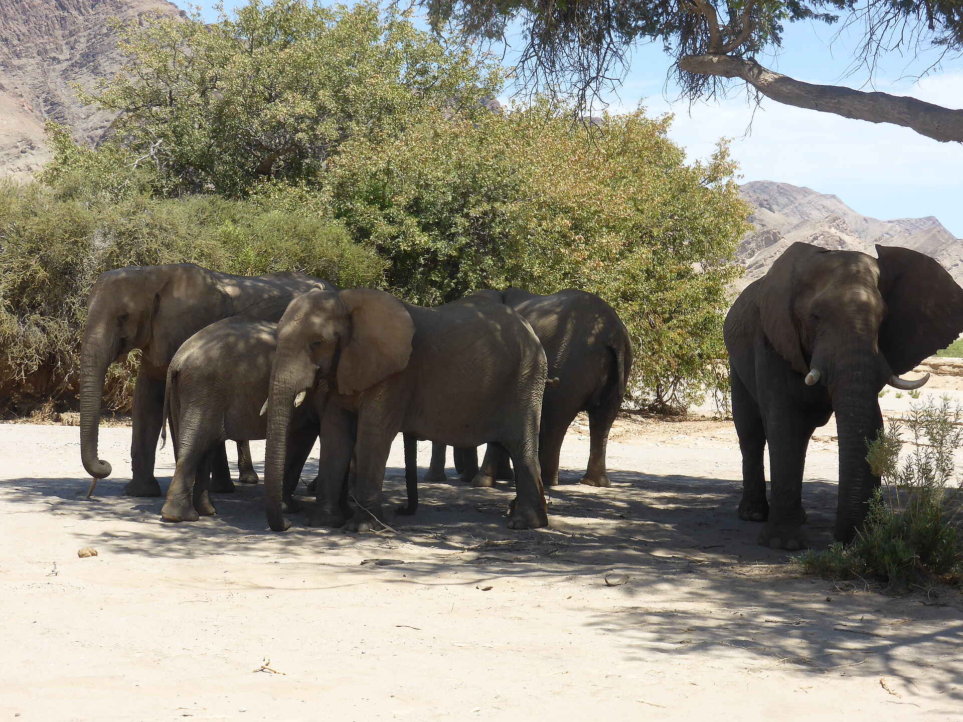 Fort Sesfontein: Eine Gruppe Elefanten bei der Rast Berge, Elefanten, Wüstenelefanten, Damaraland, Fort Sesfontein, Kaokoveld, Namibia, Hoanib, Trockenfluss, Afrikarma, Afrikarma Safaris, Afrikarma Safaris – Wildnis. Hautnah., afrikarma.de