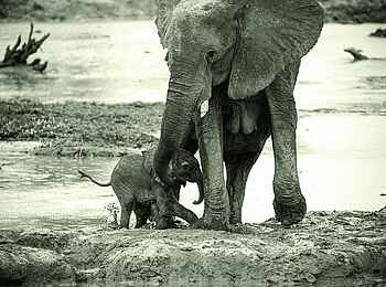 Ghoha Hills Savuti Lodge: Unterstützung