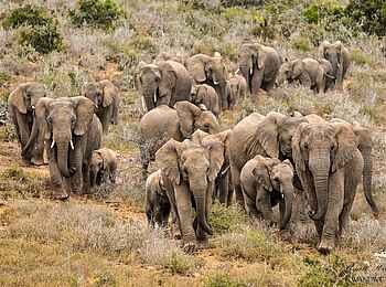 Great Fish River Lodge: Elefantenherde