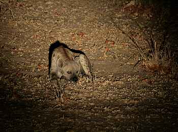 Kafunta River Lodge: Tüpfelhyäne