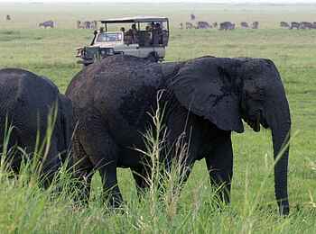 Kubatana Camp: Elefanten