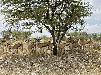 Little Ongava: Schatten suchende Springböcke Little Ongava: Schatten suchende Springböcke
