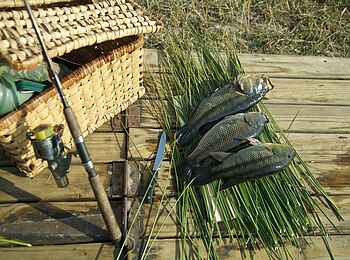 Macatoo Camp: Frischer Fisch