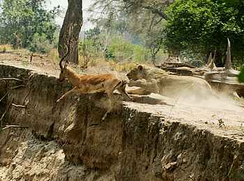 Mara River Camp: Jagdszene Mara River Camp: Jagdszene
