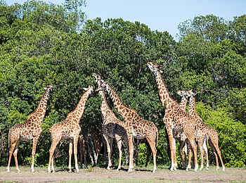Mara Plains Camp: Giraffengruppe beim Äsen Mara Plains Camp: Giraffengruppe beim Äsen