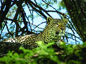 Mara Plains Camp: Ein Leopard Mara Plains Camp: Ein Leopard