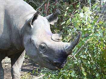 Miyala Camp: Wiedereingeführtes Spitzmaulnashorn Miyala Camp: Wiedereingeführtes Spitzmaulnashorn