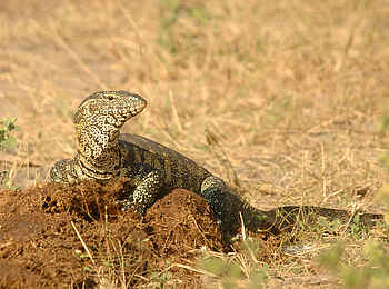 Muchenje Safari Lodge: Nilwaran