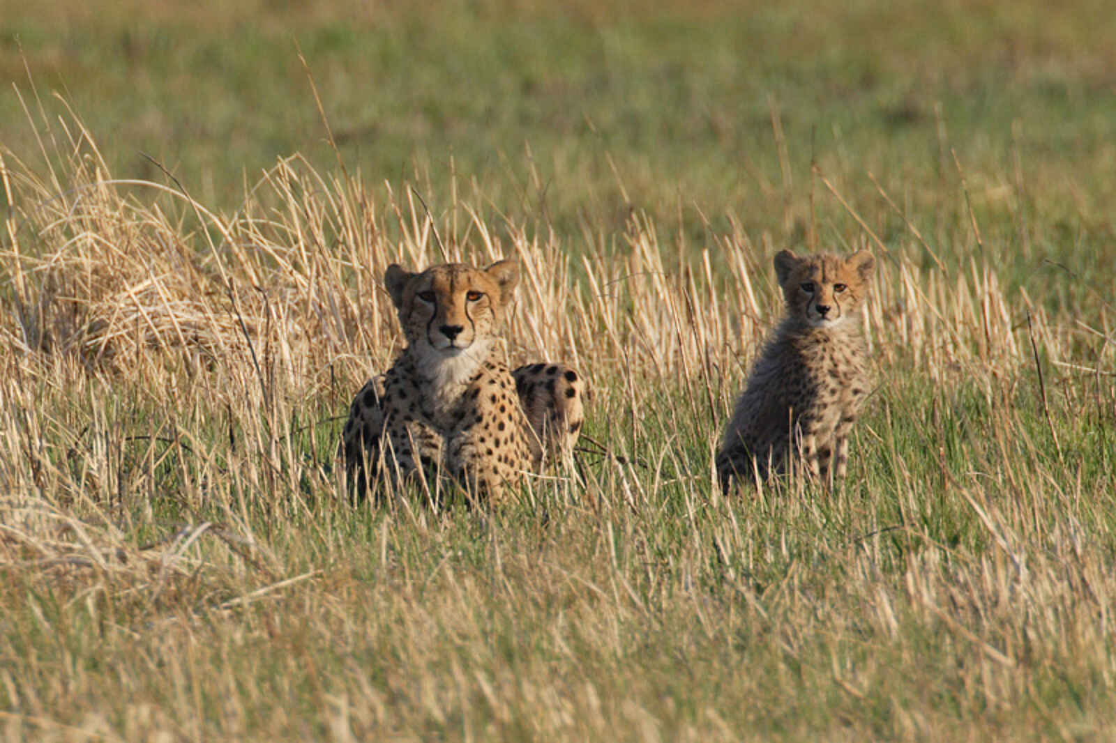 Nanzhila Plains Safari Camp: Gepardin mit Jungem Nanzhila Plains Safari Camp: Gepardin mit Jungem