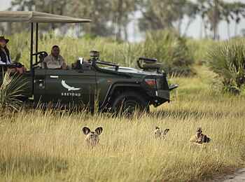Nxabega Okavango Tented Camp: Tierbeobachtung