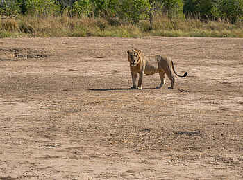 Nyamatusi Mahogany: junger Löwe
