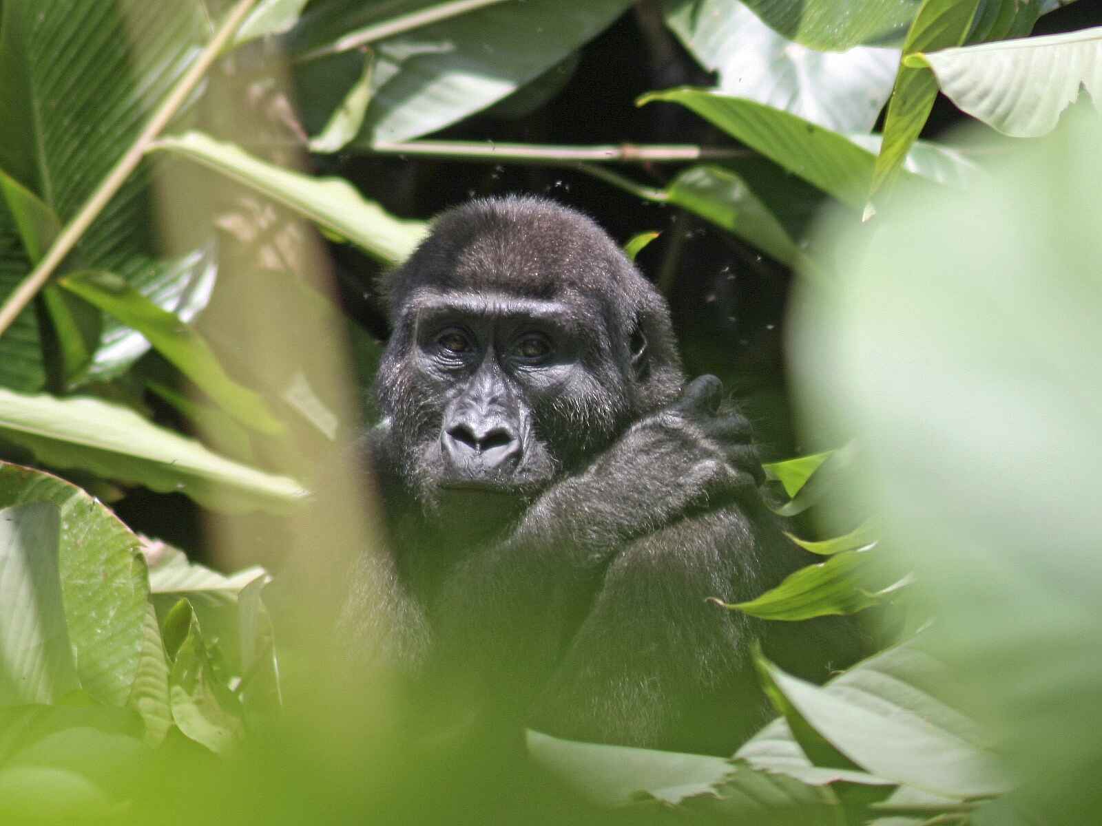 Odzala Camps: Versteckter Gorilla Odzala Camps: Versteckter Gorilla