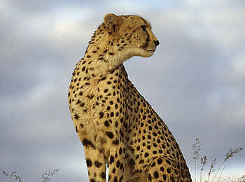 Okonjima Plains Camp: Fotogener Gepard Okonjima Plains Camp: Fotogener Gepard