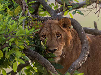 Papa´s Camp: Löwe im Baum
