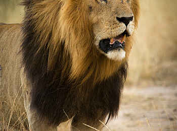 Roving Bushtops Camp: Löwe