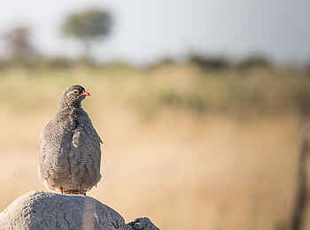 Rra Dinare Camp: Francolin auf einem Termitenhügel
