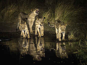 Ruckomechi Camp: Löwenrudel am Fluss Ruckomechi Camp: Löwenrudel am Fluss