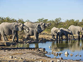 Safari House: Elefanten am Wasserloch Safari House: Elefanten am Wasserloch