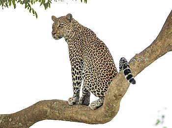 Serian's Kimya Kimya: Ein Leopard Serian's Kimya Kimya: Ein Leopard