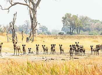 Shinde Footsteps: Wildhunde Shinde Footsteps: Wildhunde