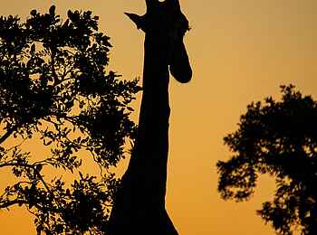 Simbavati Camp George: Eine Giraffe im Abendlicht Simbavati Camp George: Eine Giraffe im Abendlicht