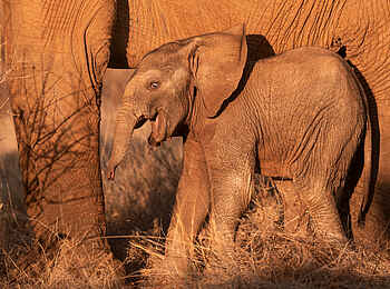 Soroi Larsens Camp: Ein Elefantenbaby Soroi Larsens Camp: Ein Elefantenbaby