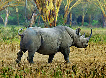 The Highlands Camp: Nashorn im Ngorongoro-Krater