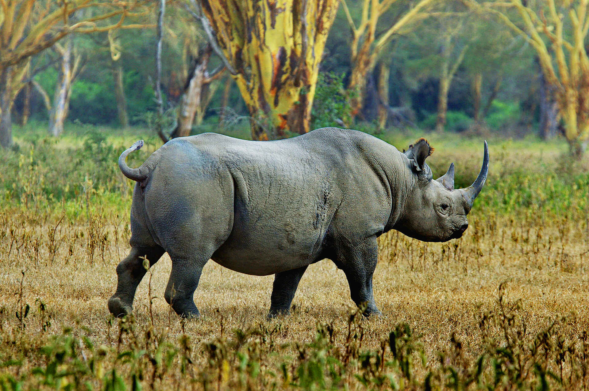 The Highlands Camp: Nashorn im Ngorongoro-Krater