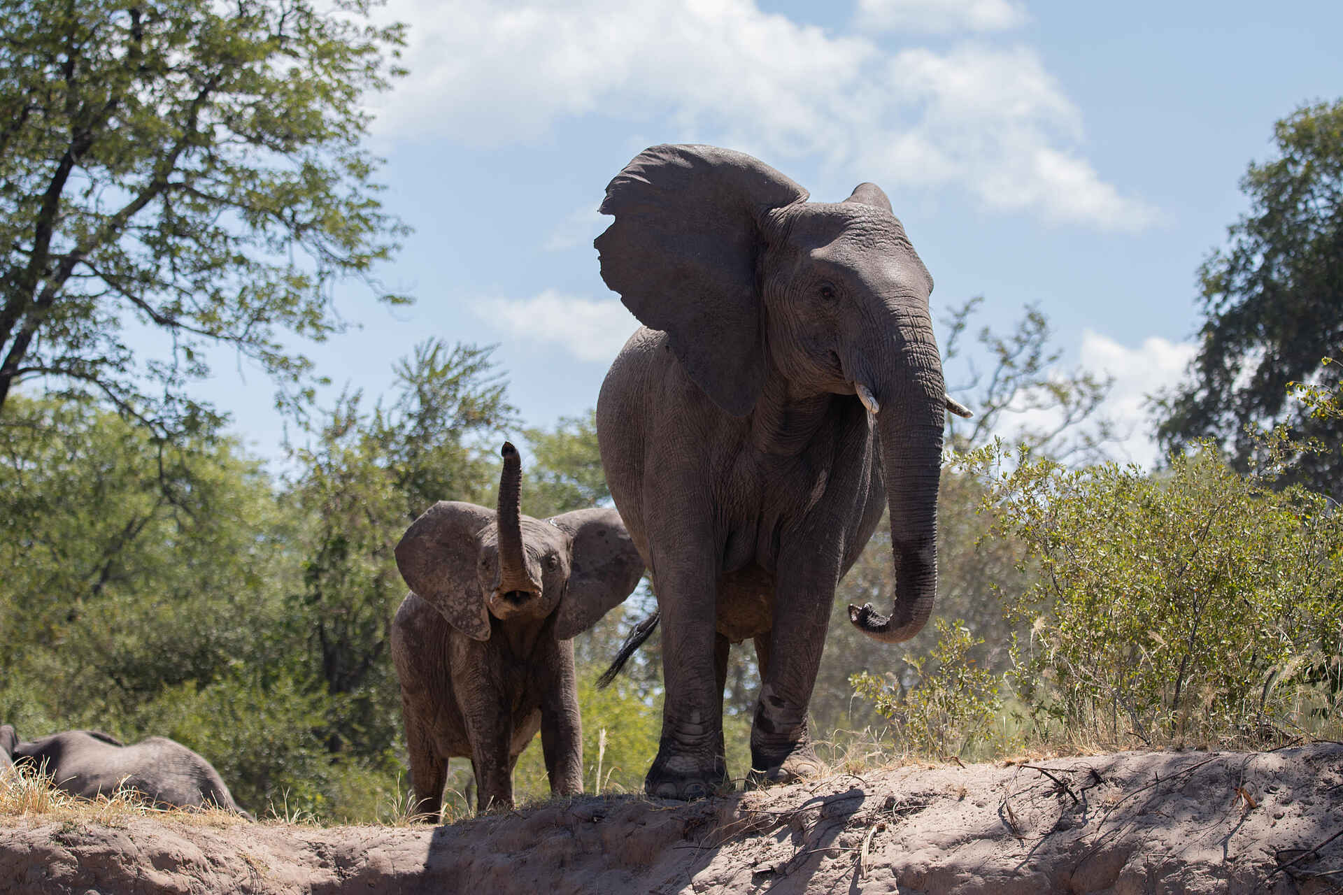 Tongabezi Lodge: Junger Elefant mit seiner Mutter