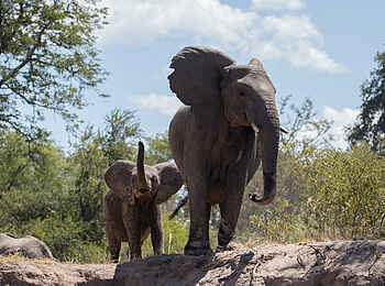Tongabezi Lodge: Junger Elefant mit seiner Mutter