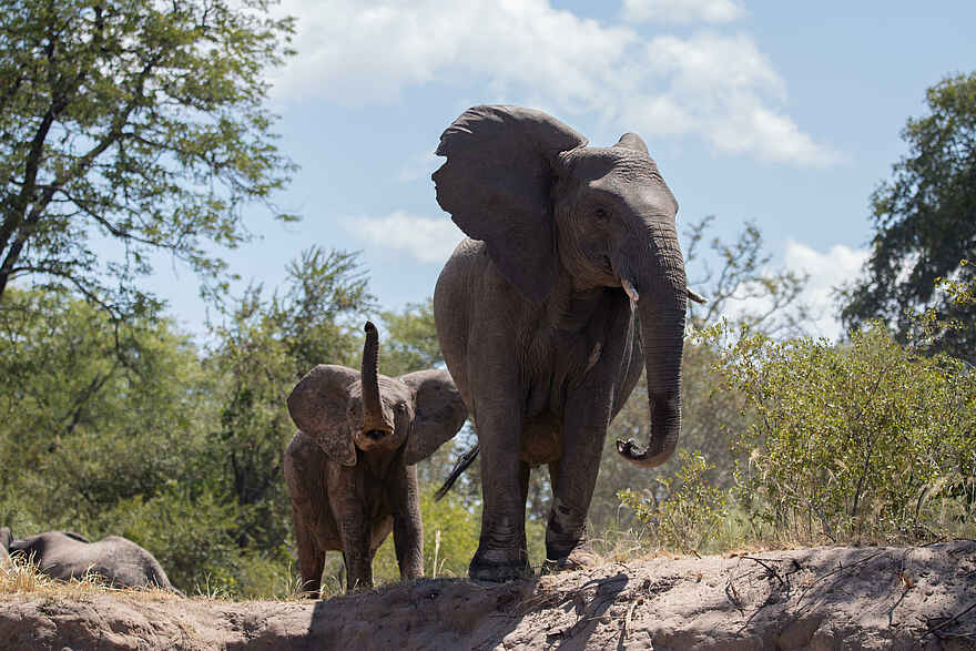 Tongabezi Lodge: Junger Elefant mit seiner Mutter Tongabezi Lodge: Junger Elefant mit seiner Mutter