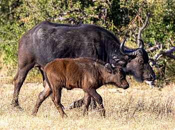 Tum Tum Treehouse Lodge: Büffel