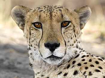 Vumbura Plains Camp: Gepard