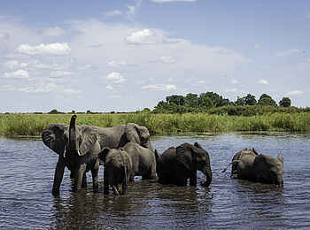 Linyanti Tented Camp: Elefanten in den Sümpfen Linyanti Tented Camp: Elefanten in den Sümpfen