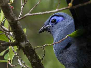 Masoala Forest Lodge: Blue Coua Masoala Forest Lodge: Blue Coua