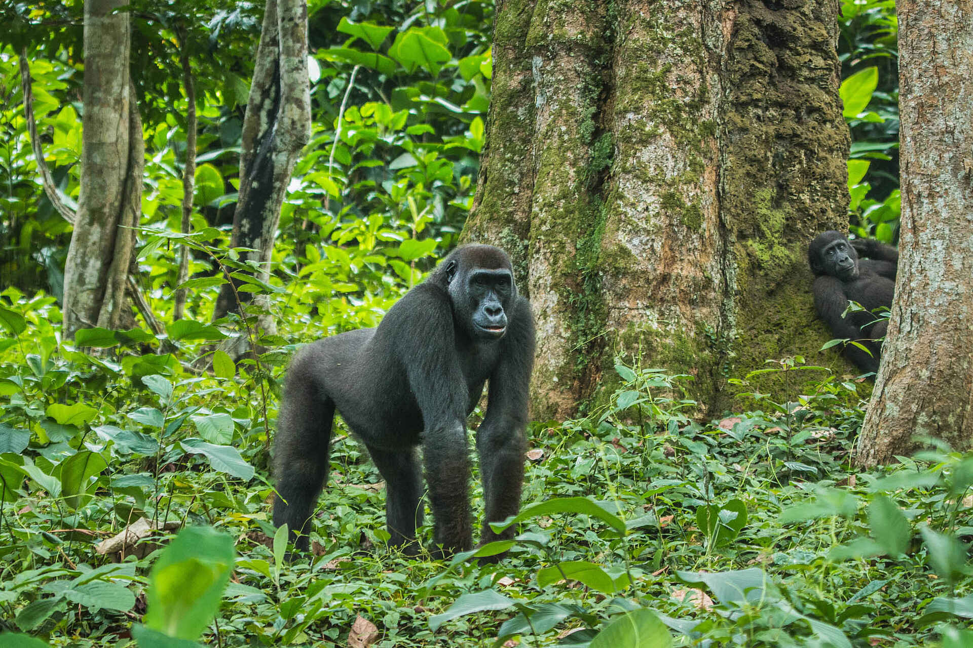 Congo Conservation Company, Ndzehi Forest, Ngaga Camp, Odzala Nationalpark, Aktivitäten, Gorilla Trekking, Primat, Tierwelt, Westlicher Flachlandgorilla, Wildnis, Afrikarma, Afrikarma Safaris, Afrikarma Safaris - Wildnis. Hautnah., Afrikarma.de