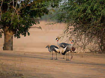 Nkonzi Bush Camp: Kronenkraniche Nkonzi Bush Camp: Kronenkraniche