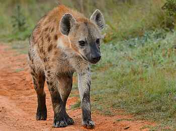 Olare Mara Kempinski: Hyäne