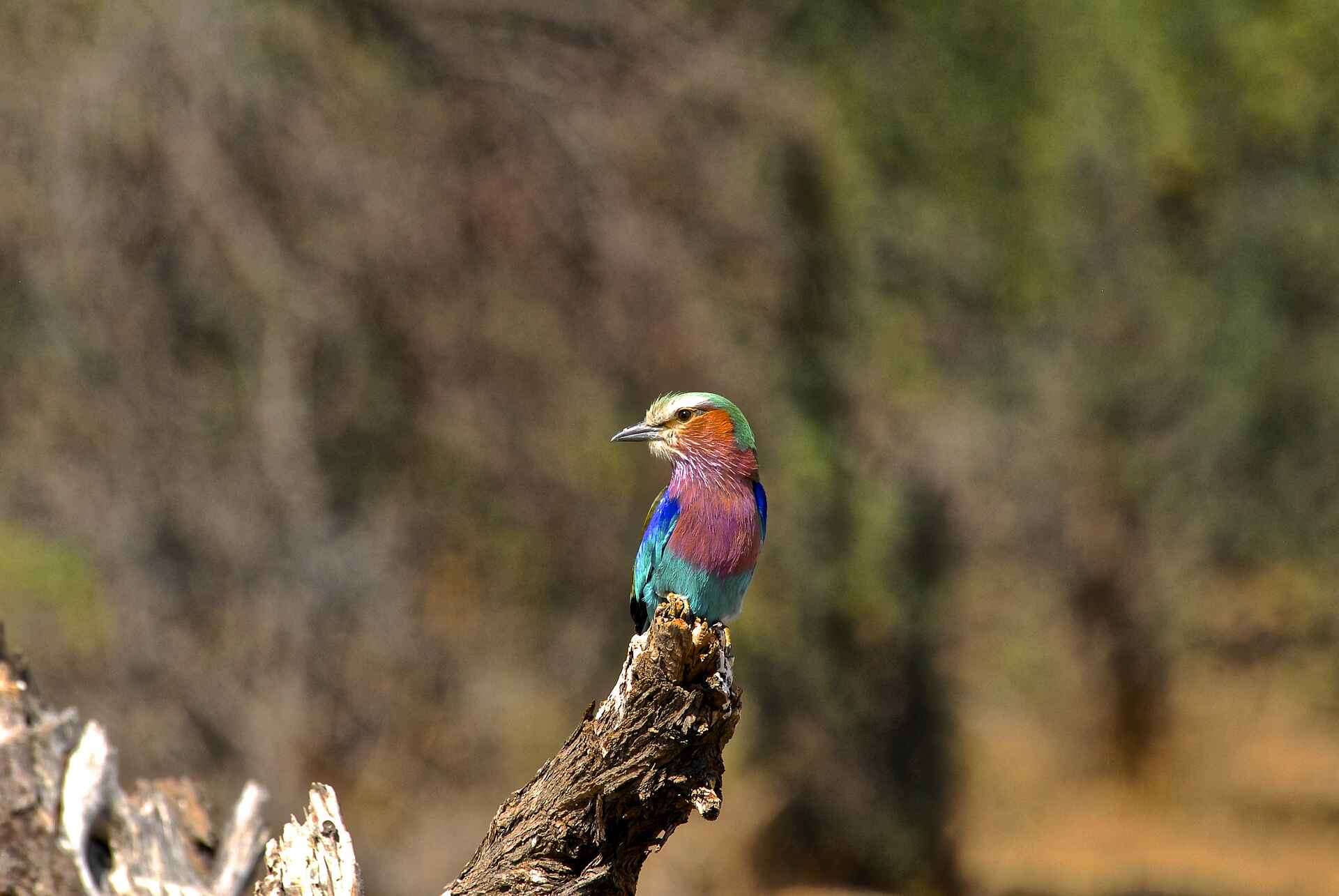 Bomani Tented Lodge, Hwange, Hwange National Park, Imvelo Safari Lodges, Simbabwe, Game Drive, Pirschfahrt, Tiere, Vögel, Afrikarma, Afrikarma Safaris, Afrikarma Safaris - Wildnis. Hautnah., Afrikarma.de