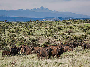 Borana Lodge: Eine Büffelherde Borana Lodge: Eine Büffelherde