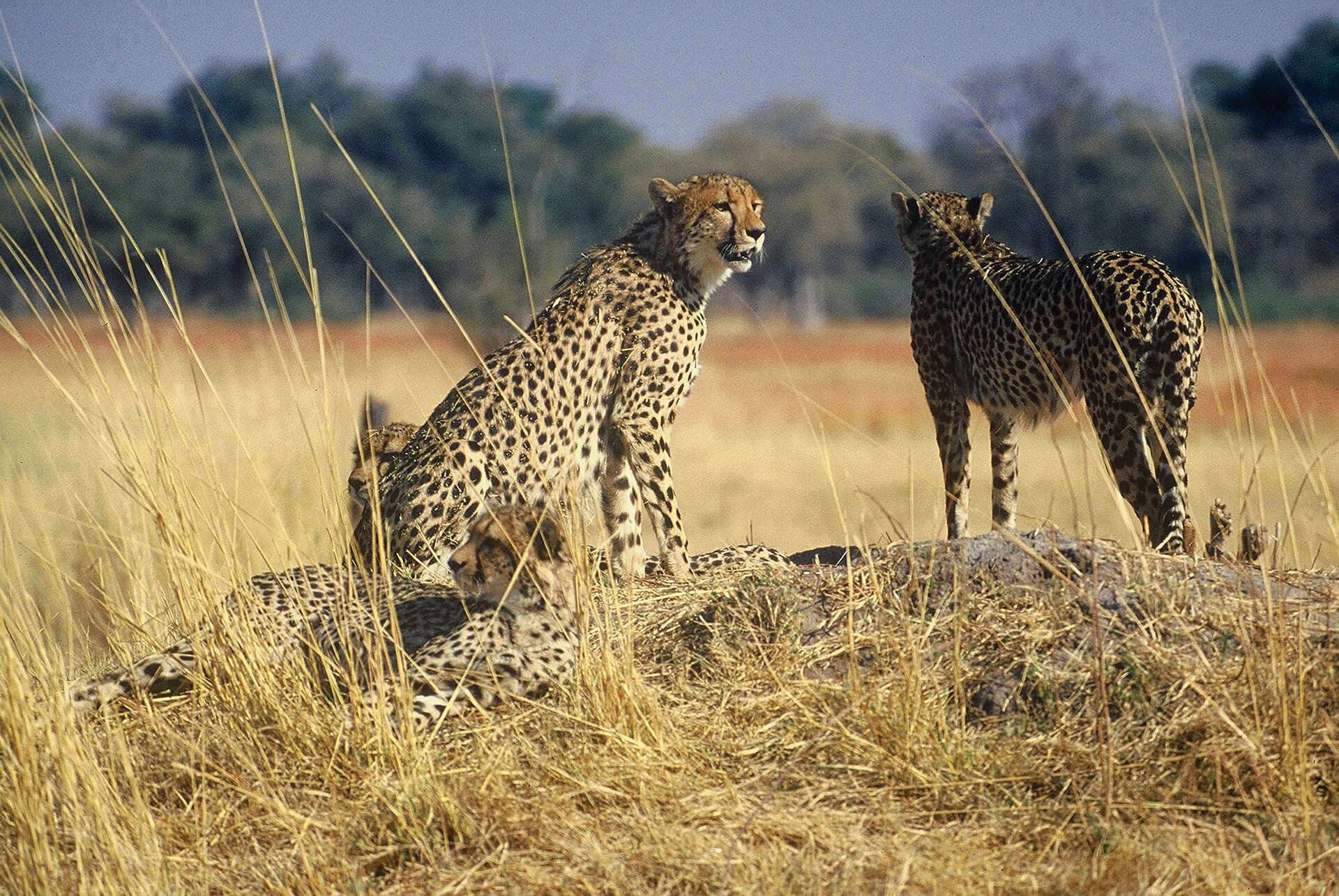 Chobe Game Lodge: Geparden