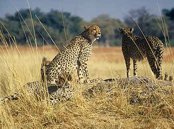 Chobe Game Lodge: Geparden