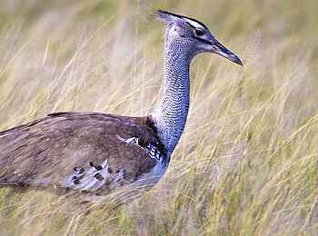 Etosha: Wildtiere erleben