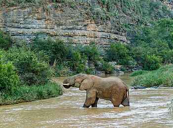 Great Fish River Lodge: Elefant im Fluss