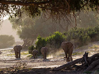 Hoanib Skeleton Coast Camp: Elefanten gehen spazieren Hoanib Skeleton Coast Camp: Elefanten gehen spazieren