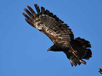 Kafunta River Lodge: Bateleur-Adler