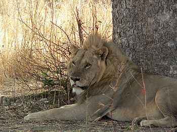 Kafunta River Lodge: Männlicher Löwe