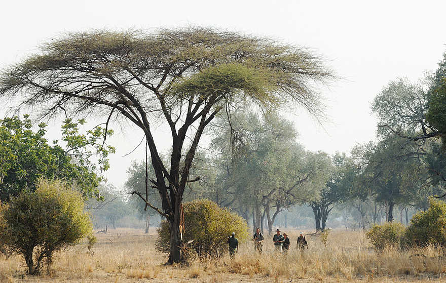 Kaingo Walking Safari: Schirmakazie Kaingo Walking Safari: Schirmakazie
