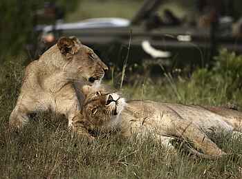 Klein's Camp: Löwen